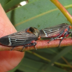 Eurymeloides lineata at Flynn, ACT - 1 Mar 2022 02:14 PM