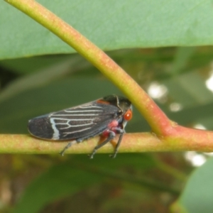 Eurymeloides lineata at Flynn, ACT - 1 Mar 2022 02:14 PM