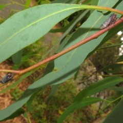 Eurymeloides lineata at Flynn, ACT - 1 Mar 2022 02:14 PM