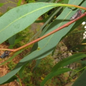 Eurymeloides lineata at Flynn, ACT - 1 Mar 2022 02:14 PM