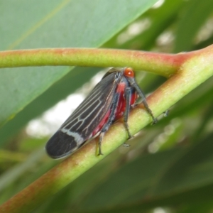 Eurymeloides lineata at Flynn, ACT - 1 Mar 2022 02:14 PM