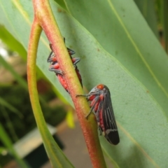 Eurymeloides lineata at Flynn, ACT - 1 Mar 2022 02:14 PM