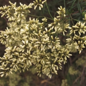 Cassinia quinquefaria at Belconnen, ACT - 6 Mar 2022