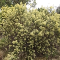 Cassinia quinquefaria at Belconnen, ACT - 6 Mar 2022 02:38 PM