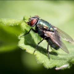 Lucilia sp. (genus) (A blowfly) at Holt, ACT - 6 Mar 2022 by Margo