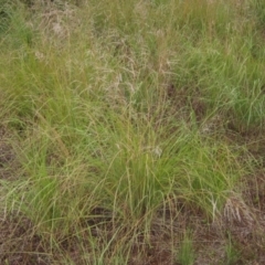 Eragrostis curvula (African Lovegrass) at Belconnen, ACT - 6 Mar 2022 by pinnaCLE