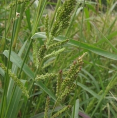 Echinochloa crus-galli (Barnyard Grass) at Evatt, ACT - 6 Mar 2022 by pinnaCLE