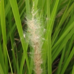 Imperata cylindrica (Blady Grass) at Evatt, ACT - 6 Mar 2022 by pinnaCLE