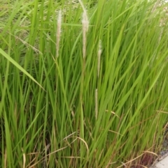 Imperata cylindrica at Evatt, ACT - 6 Mar 2022