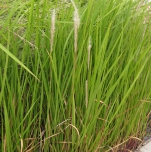 Imperata cylindrica at Evatt, ACT - 6 Mar 2022