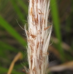 Imperata cylindrica at Evatt, ACT - 6 Mar 2022 02:05 PM