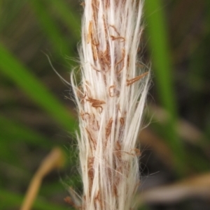 Imperata cylindrica at Evatt, ACT - 6 Mar 2022