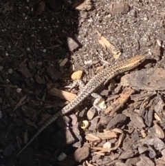 Cryptoblepharus sp. (genus) at Bungowannah, NSW - suppressed