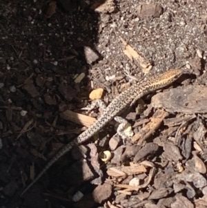 Cryptoblepharus sp. (genus) at Bungowannah, NSW - suppressed