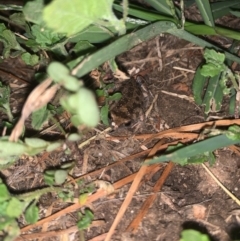 Crinia sloanei at Bungowannah, NSW - 5 Mar 2022 by melv