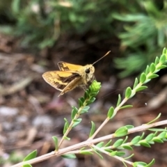 Ocybadistes walkeri (Green Grass-dart) at Aranda, ACT - 7 Mar 2022 by KMcCue