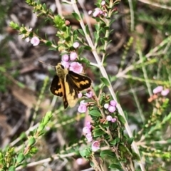 Ocybadistes walkeri at Aranda, ACT - 7 Mar 2022 11:15 AM