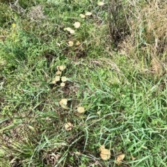 Unverified Cap on a stem; gills below cap [mushrooms or mushroom-like] at Molonglo Valley, ACT - 6 Mar 2022 by KMcCue