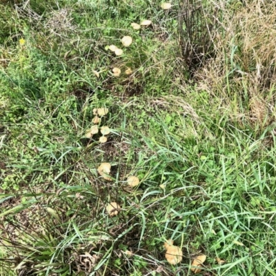 Unverified Cap on a stem; gills below cap [mushrooms or mushroom-like] at Molonglo Valley, ACT - 6 Mar 2022 by KMcCue