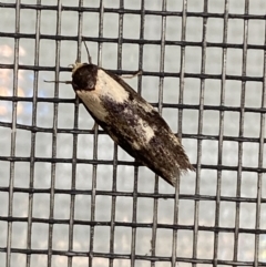 Palimmeces leucopelta (A concealer moth) at Jerrabomberra, NSW - 7 Mar 2022 by SteveBorkowskis