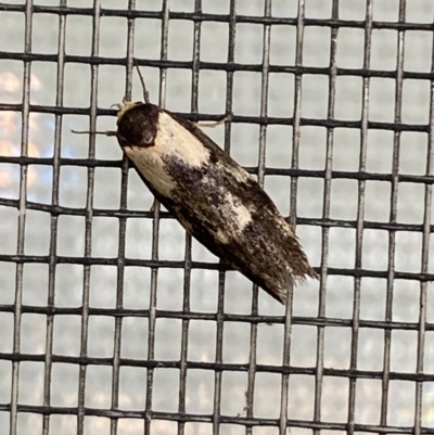 Palimmeces leucopelta (A concealer moth) at Jerrabomberra, NSW - 7 Mar 2022 by SteveBorkowskis