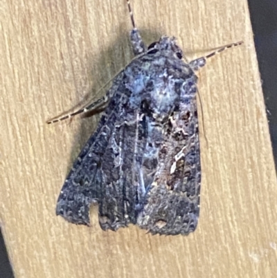 Chrysodeixis (genus) (Green looper (Plusiinae) at Jerrabomberra, NSW - 6 Mar 2022 by SteveBorkowskis