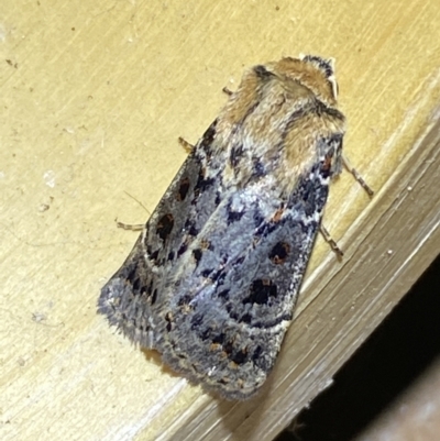 Proteuxoa sanguinipuncta (Blood-spotted Noctuid) at Jerrabomberra, NSW - 6 Mar 2022 by SteveBorkowskis