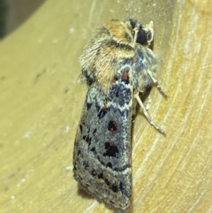 Proteuxoa sanguinipuncta at Jerrabomberra, NSW - 6 Mar 2022