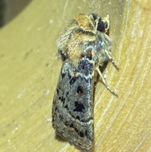 Proteuxoa sanguinipuncta at Jerrabomberra, NSW - 6 Mar 2022