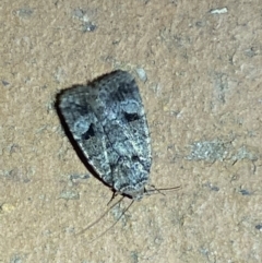 Thoracolopha verecunda (A Noctuid moth (Acronictinae)) at Jerrabomberra, NSW - 6 Mar 2022 by Steve_Bok