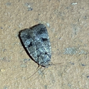 Thoracolopha verecunda at Jerrabomberra, NSW - 6 Mar 2022