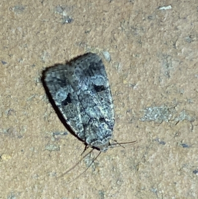 Thoracolopha verecunda (A Noctuid moth (Acronictinae)) at QPRC LGA - 6 Mar 2022 by Steve_Bok