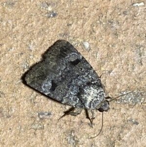 Thoracolopha verecunda at Jerrabomberra, NSW - 6 Mar 2022