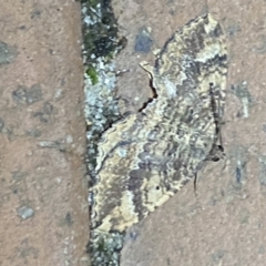 Unidentified Geometer moth (Geometridae) at Jerrabomberra, NSW - 6 Mar 2022 by Steve_Bok