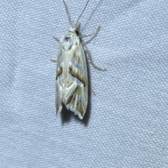 Heliocosma argyroleuca (A tortrix or leafroller moth) at Jerrabomberra, NSW - 6 Mar 2022 by Steve_Bok