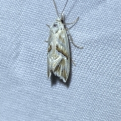 Heliocosma argyroleuca at Jerrabomberra, NSW - 6 Mar 2022