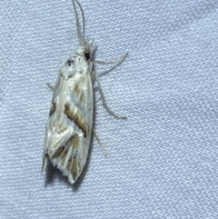 Heliocosma argyroleuca at Jerrabomberra, NSW - 6 Mar 2022