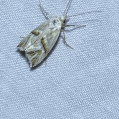 Heliocosma argyroleuca at Jerrabomberra, NSW - 6 Mar 2022