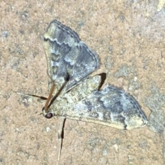 Nacoleia rhoeoalis (A Crambid moth (Spilomelinae) at Jerrabomberra, NSW - 6 Mar 2022 by SteveBorkowskis
