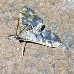 Nacoleia rhoeoalis at Jerrabomberra, NSW - 6 Mar 2022