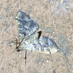 Nacoleia rhoeoalis at Jerrabomberra, NSW - 6 Mar 2022