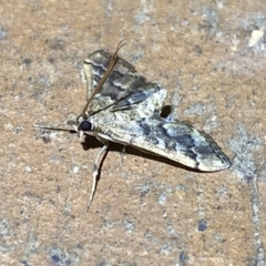 Nacoleia rhoeoalis at Jerrabomberra, NSW - 6 Mar 2022