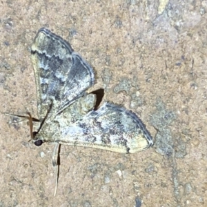 Nacoleia rhoeoalis at Jerrabomberra, NSW - 6 Mar 2022