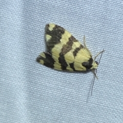 Thallarcha partita (Dark-banded Footman) at QPRC LGA - 6 Mar 2022 by Steve_Bok