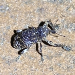 Parorthorhinus aethiops (A weevil) at Jerrabomberra, NSW - 6 Mar 2022 by Steve_Bok