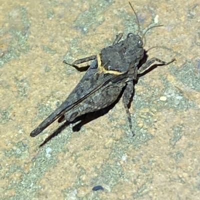 Paratettix australis (A pygmy grasshopper) at Jerrabomberra, NSW - 6 Mar 2022 by Steve_Bok