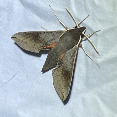 Hippotion scrofa (Coprosma Hawk Moth) at QPRC LGA - 6 Mar 2022 by Steve_Bok