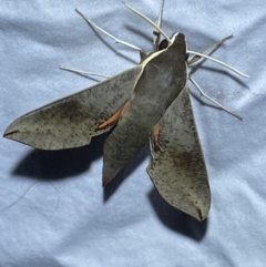 Hippotion scrofa at Jerrabomberra, NSW - 6 Mar 2022