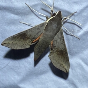 Hippotion scrofa at Jerrabomberra, NSW - 6 Mar 2022