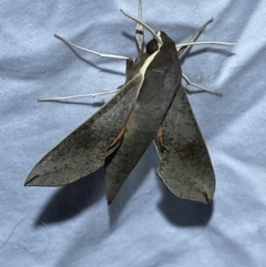 Hippotion scrofa at Jerrabomberra, NSW - 6 Mar 2022